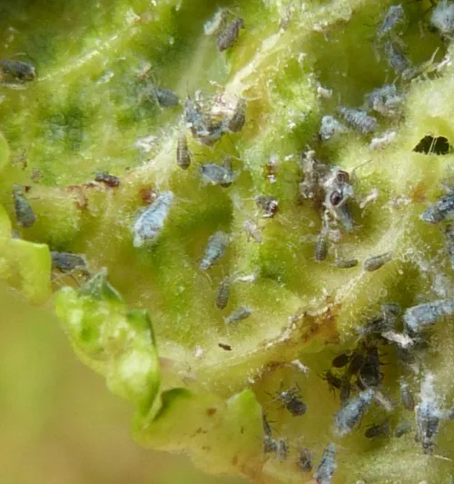 European Elm Leafcurl Aphid