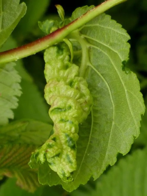 European Elm Leafcurl Aphid - photo 2