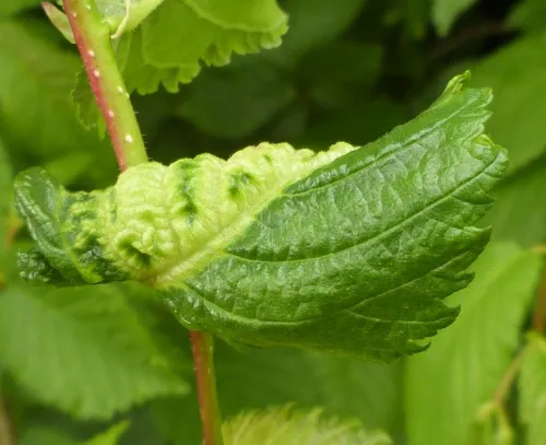 European Elm Leafcurl Aphid - photo 3