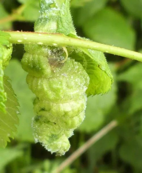 European Elm Leafcurl Aphid - photo 4