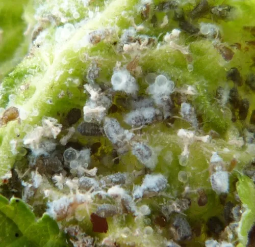 European Elm Leafcurl Aphid - photo 5