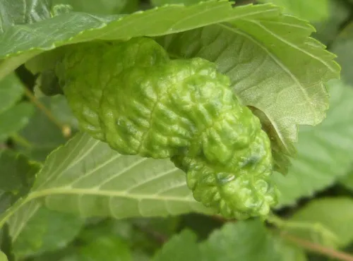 European Elm Leafcurl Aphid - photo 6