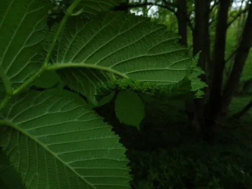 European Elm Leafcurl Aphid - photo 7