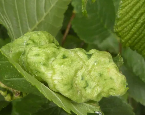 European Elm Leafcurl Aphid - photo 8