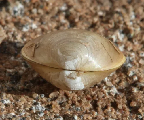 European fingernail clam - photo 2