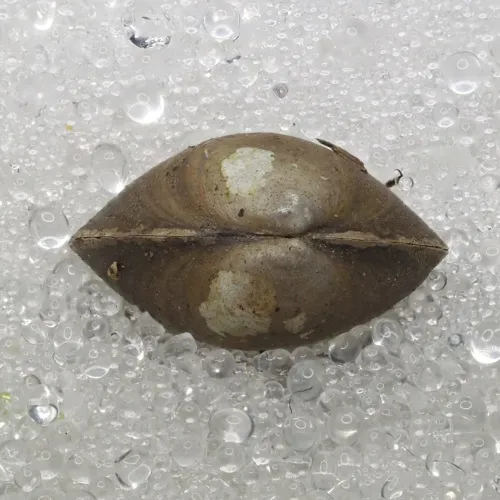 European fingernail clam - photo 3