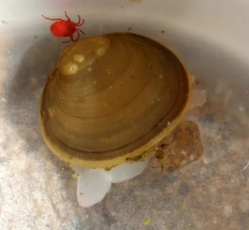 European fingernail clam - photo 4
