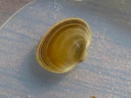 European fingernail clam - photo 5
