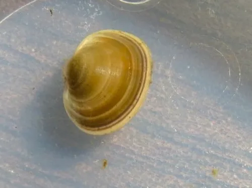 European fingernail clam - photo 6