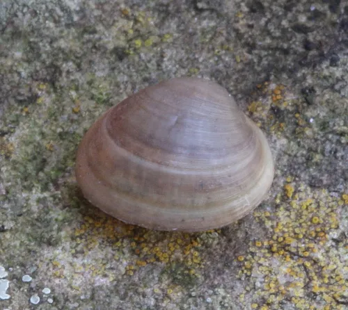 European fingernail clam - photo 7
