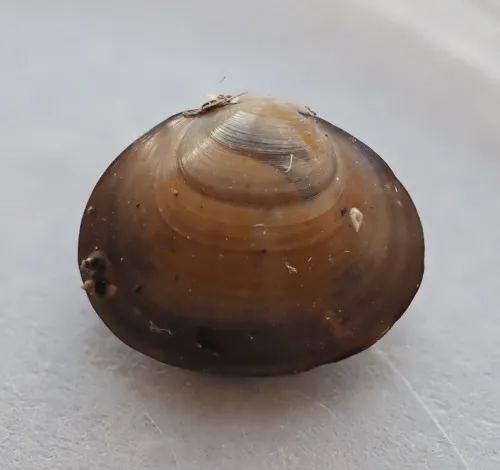 European fingernail clam - photo 8