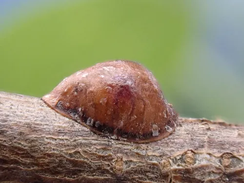 European Fruit Lecanium