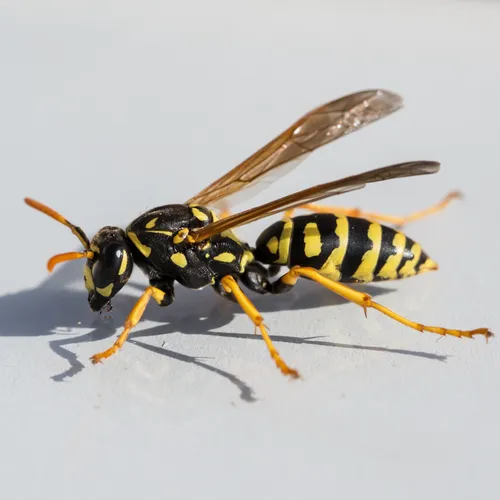 European Paper Wasp
