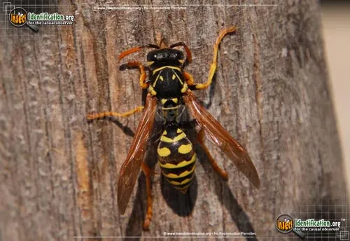 European Paper Wasp - photo 4