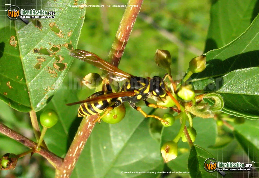 European Paper Wasp - photo 5