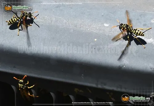 European Paper Wasp - photo 6