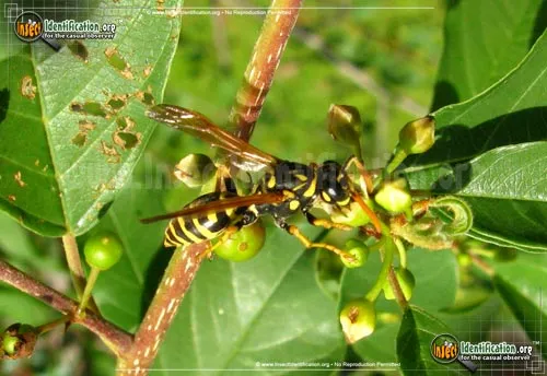 European Paper Wasp - photo 7