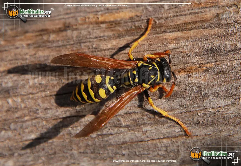 European Paper Wasp - photo 8