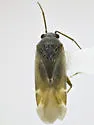 Europiella angulata