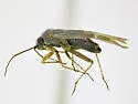 Europiella angulata - photo 2