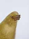 Europiella angulata - photo 5