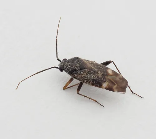 Europiella artemisiae