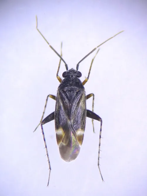 Europiella artemisiae - photo 2