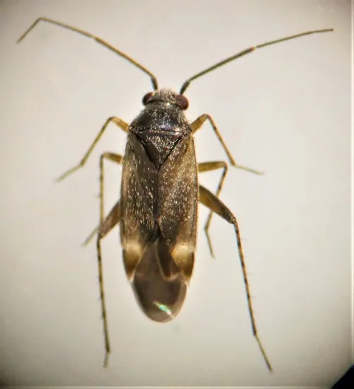 Europiella artemisiae - photo 3
