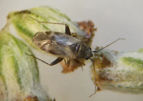 Europiella artemisiae - photo 4