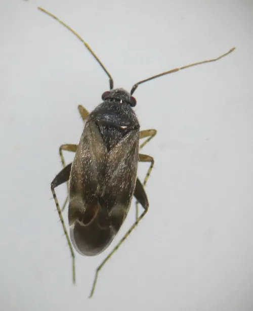 Europiella artemisiae - photo 5