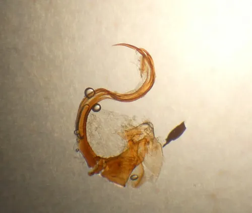 Europiella artemisiae - photo 6