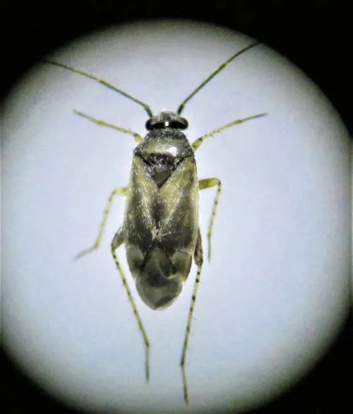 Europiella artemisiae - photo 7
