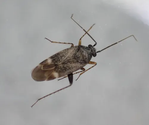 Europiella artemisiae - photo 8