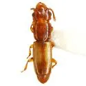 Europs fervidus - photo 2