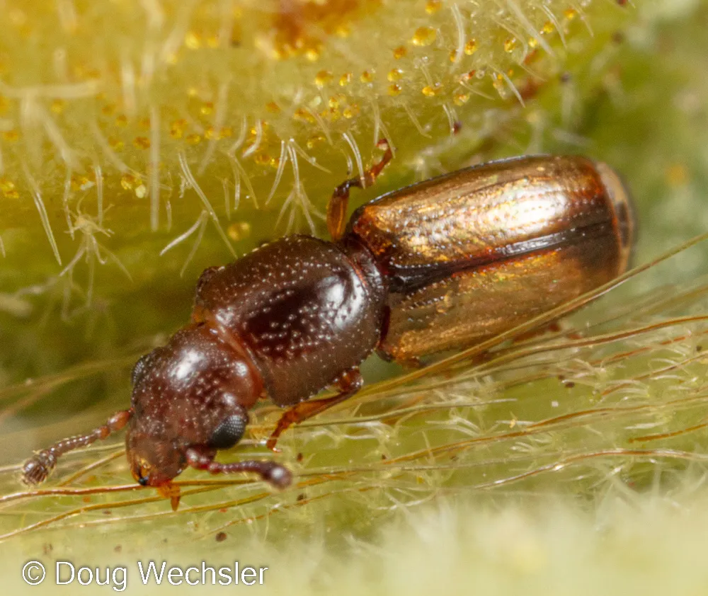 Europs pallipennis - photo 3