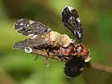 Eurosta comma