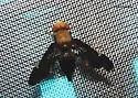Eurosta comma - photo 2