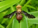 Eurosta comma - photo 3