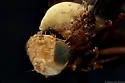 Eurosta comma - photo 4