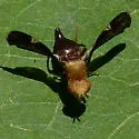 Eurosta comma - photo 5