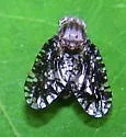 Eurosta cribrata - photo 2