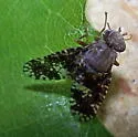 Eurosta cribrata - photo 3