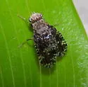 Eurosta cribrata - photo 4