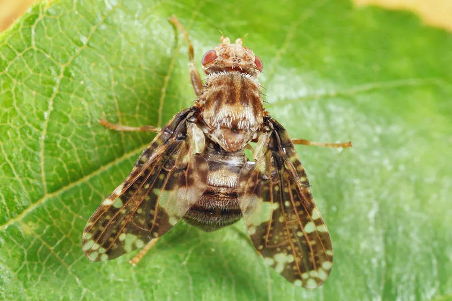 Goldenrod Gall Fly - photo 2