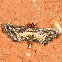 Eurrhyparodes lygdamis - Hodges#5122