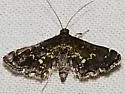Eurrhyparodes lygdamis - Hodges#5122 - photo 2