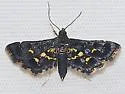 Eurrhyparodes lygdamis - Hodges#5122 - photo 3