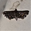 Eurrhyparodes lygdamis - Hodges#5122 - photo 4