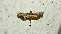Eurrhyparodes lygdamis - Hodges#5122 - photo 5