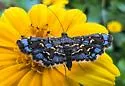 Eurrhyparodes splendens - Hodges#5122.1 - photo 2